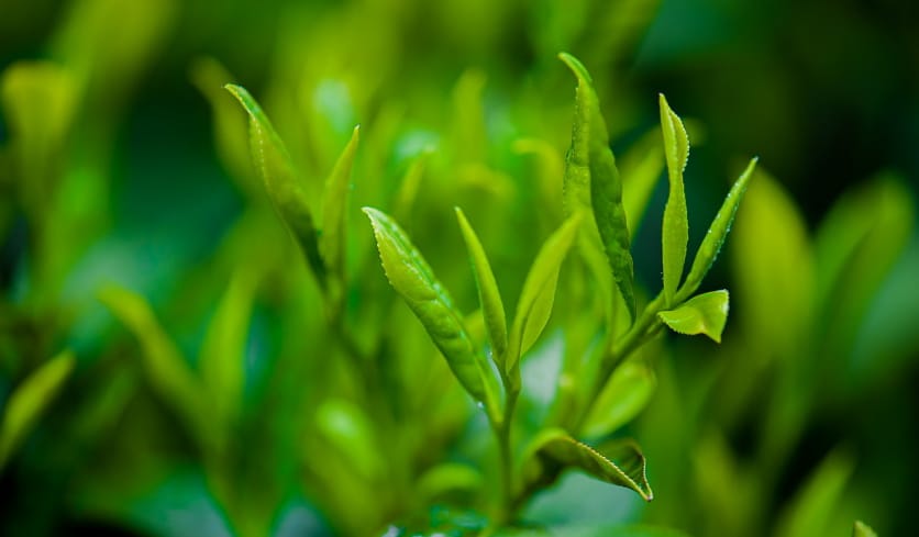 zielona herbata skutki uboczne