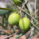 oliwa-z-oliwek-oliwki