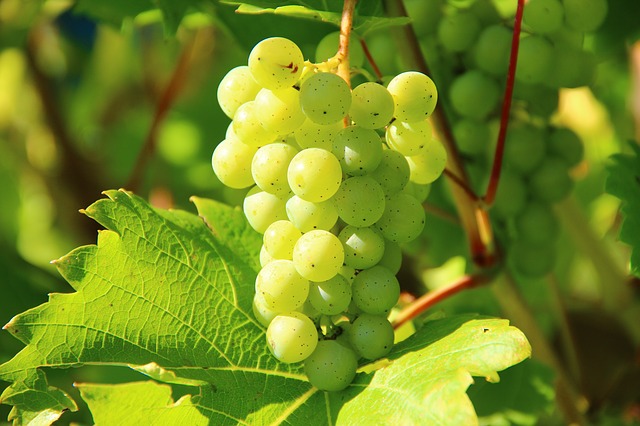 Olej z pestek winogron – właściwości, zastosowanie kulinarne i kosmetyczne