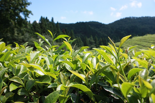 plantacja zielonej herbaty