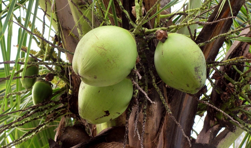 kokos owoce