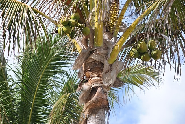 Mąka kokosowa – właściwości i zastosowanie