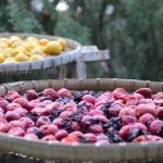 Suszone śliwki na zaparcia - sposób wart polecenia śliwki suszone na zaparcia