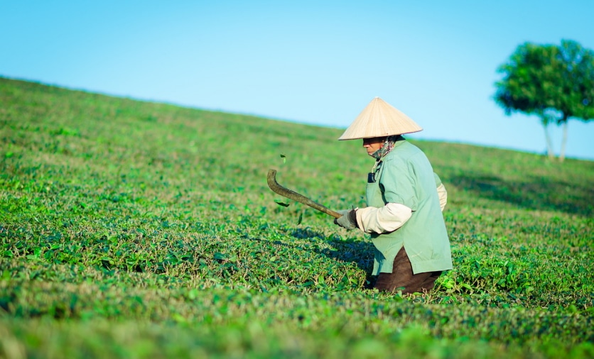 chiny plantacja herbaty