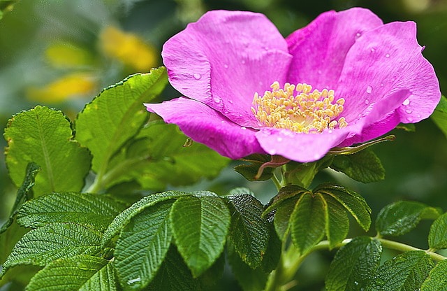 Syrop z płatków róży – właściwości i domowy przepis