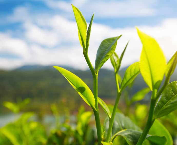Herbata biała – właściwości, działanie i opinie